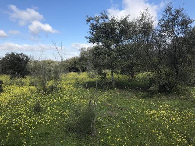 Terreno en venta en Aceituna, Extremadura