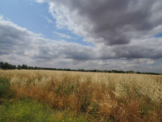 Terreno en venta en Malagón, Castilla-La Mancha
