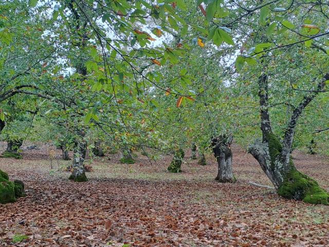 Terreno en venta en Sierra de Huelva, Andalucía