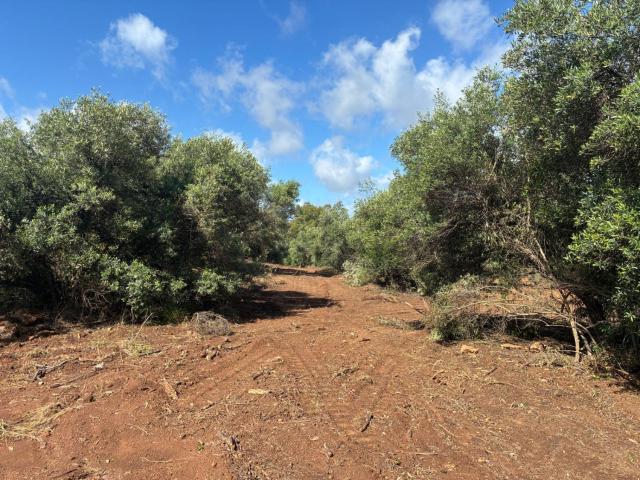 Terreno en venta en Lora Del Río, Andalucía