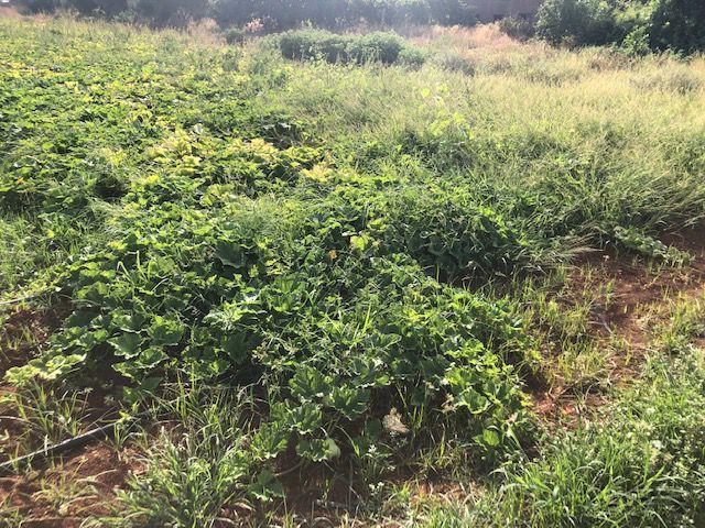 Terreno en venta en Distrito Norte, Sevilla