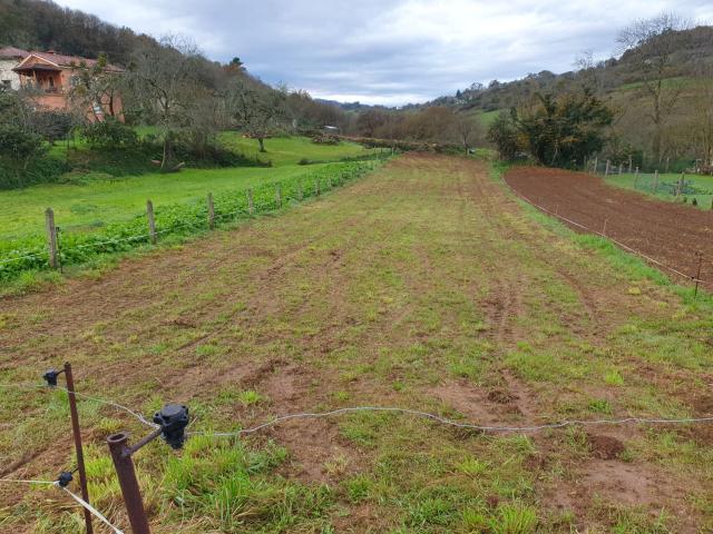 Terreno en venta en Grado, Asturias