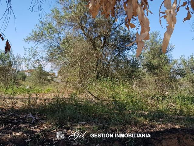 Terreno en venta en Almensilla