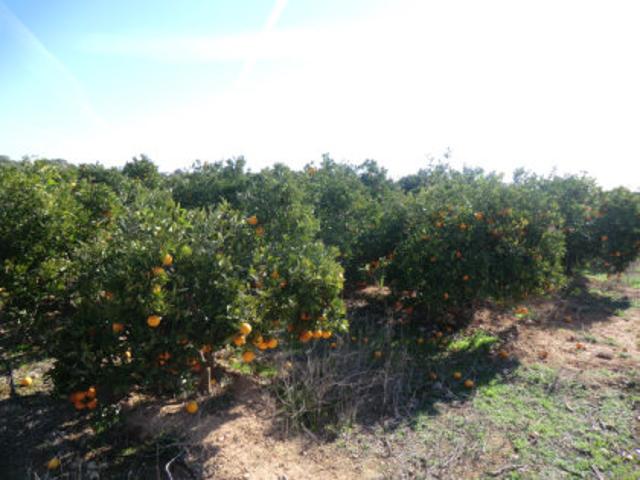 Terreno en venta en el Camp de Túria, Valencia