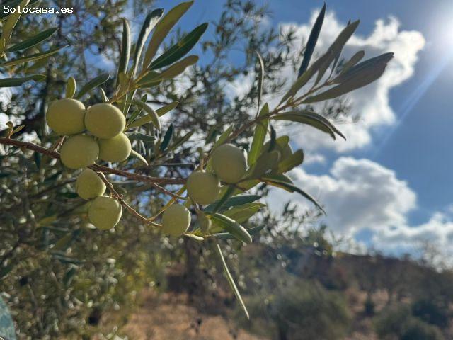Local Comercial en venta en Sierra de las Nieves, Andalucía