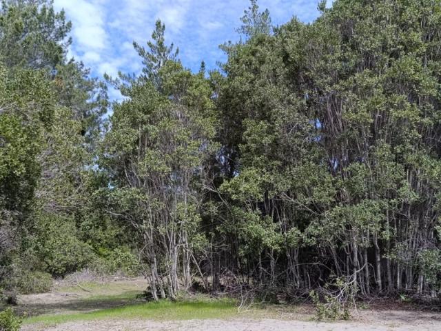 PARCELAS DE AGRADO DE 5.000M2