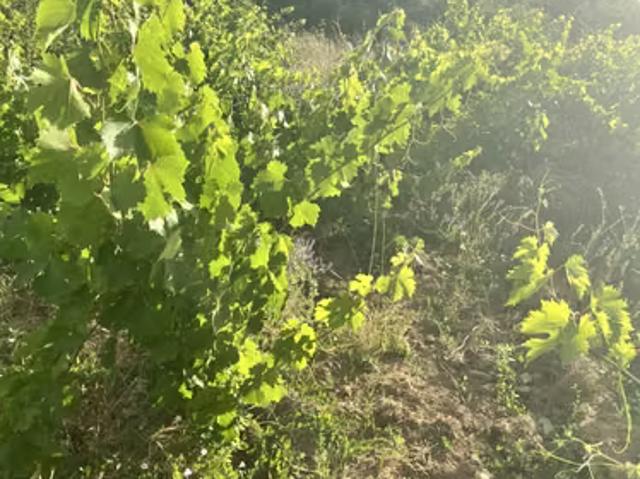 Terreno en venta en San Javier, Maule