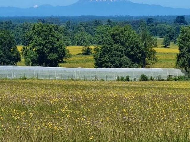 Terreno en venta en Frutillar, Los Lagos