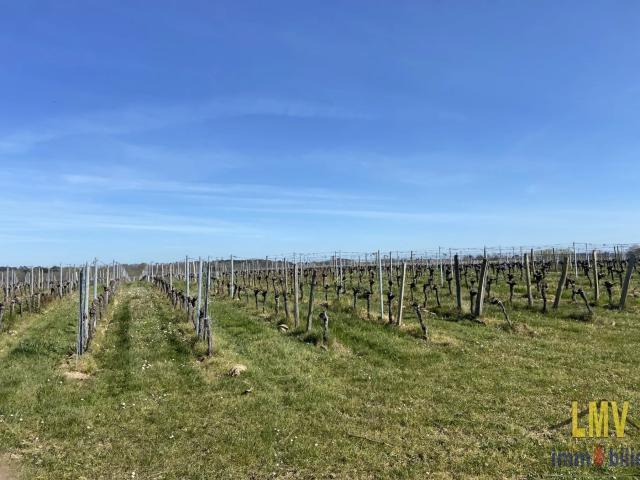 Terrain vente à Libourne, Lussac