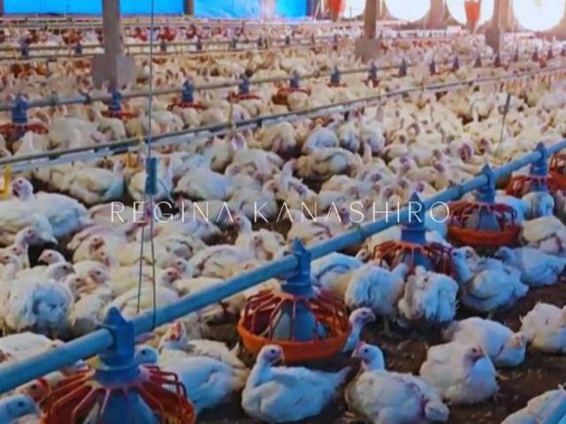 Sítio e chácara venda em Ceilândia, Distrito Federal