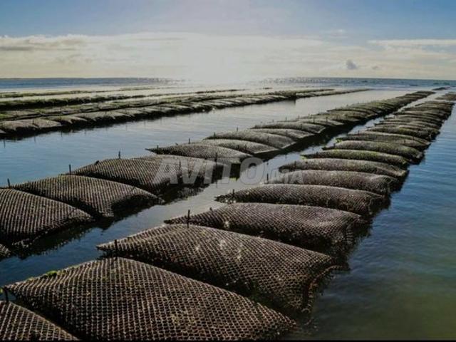 Propriété vente à Dakhla