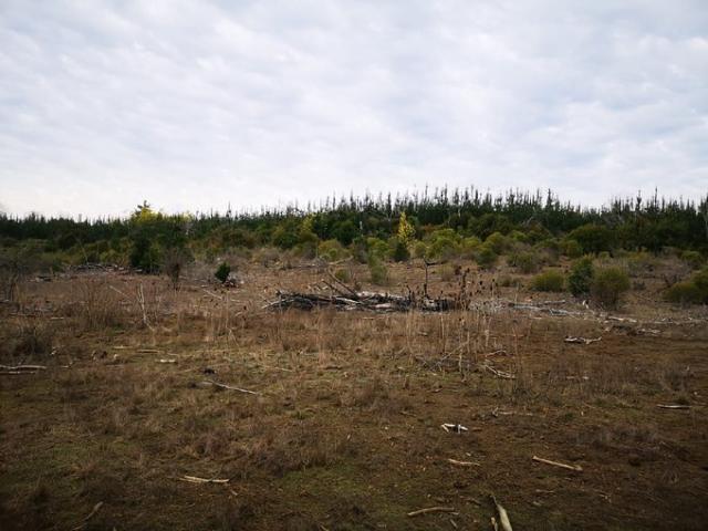 Parral, Buen Recuerdo