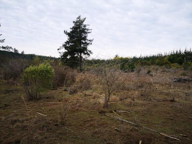Parral, Buen Recuerdo