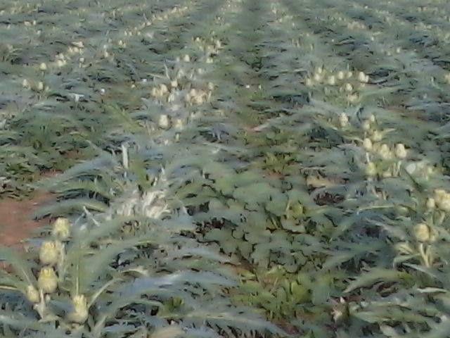 Ferme vente à Bizerte Nord