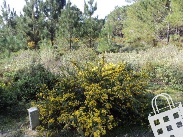 Terreno venda em Alcobaça, Leiria