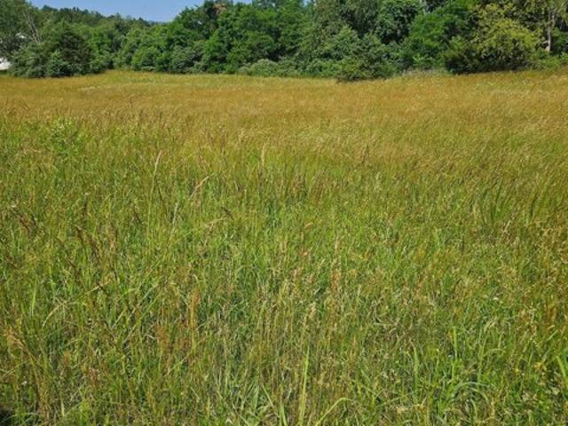 Land for sale in Natural Bridge