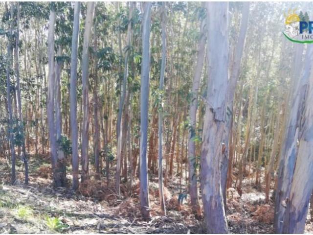 Terreno venda em Pedrógão Grande, Leiria