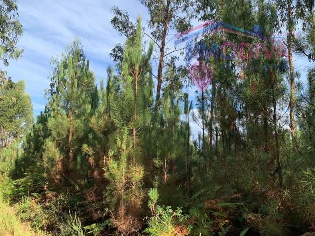 Terreno venda em Pedrógão Grande, Leiria
