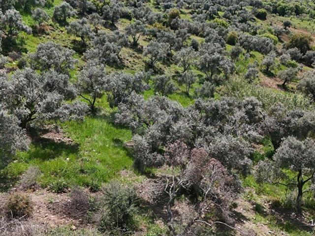 Tire, İzmir içerisinde satılık mülk