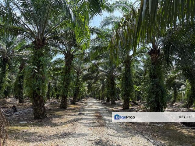 Shop for sale in Pekan Nanas, Johor
