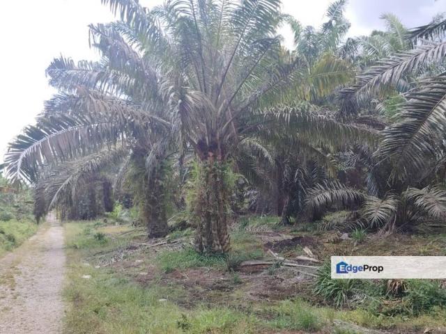 Shop for sale in Pekan Nanas, Johor