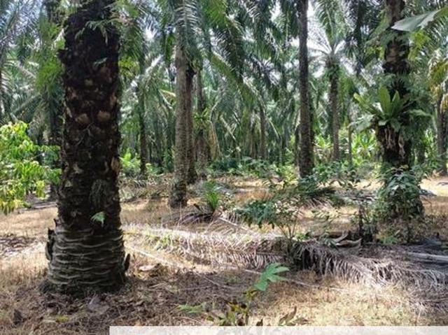 Shop for sale in Pekan Nanas, Johor