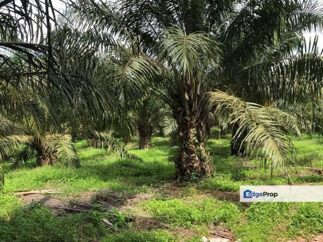 Shop for sale in Pekan Nanas, Johor