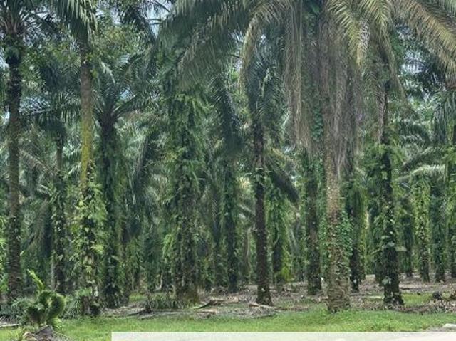 Shop for sale in Pekan Nanas, Johor