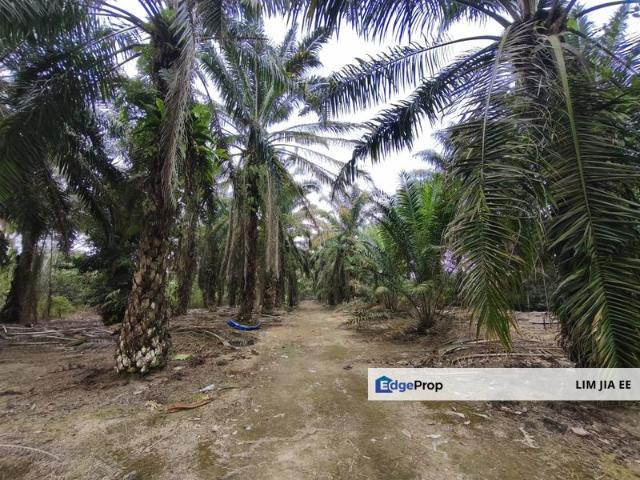 Shop for sale in Pekan Nanas, Pontian