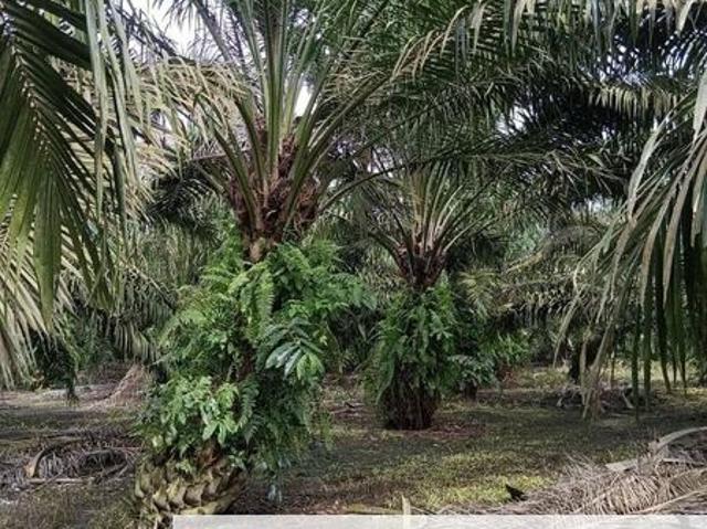 Shop for sale in Pontian, Johor