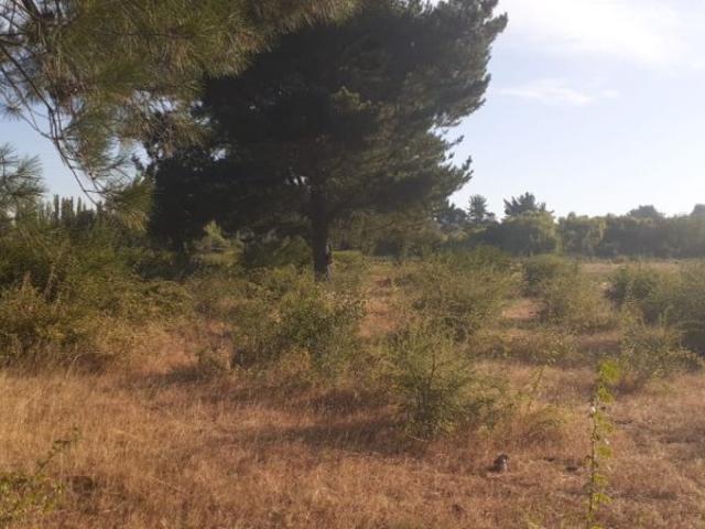 Terreno en venta en Diguillín, San Ignacio