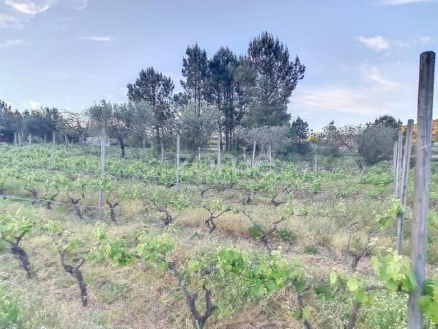 Terreno venda em Penalva Do Castelo, Viseu