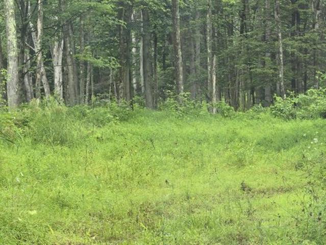 Land for sale in Lycoming, Pennsylvania