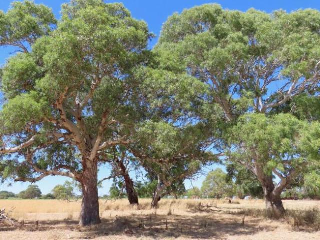 Land for rent in Comaum, South Australia