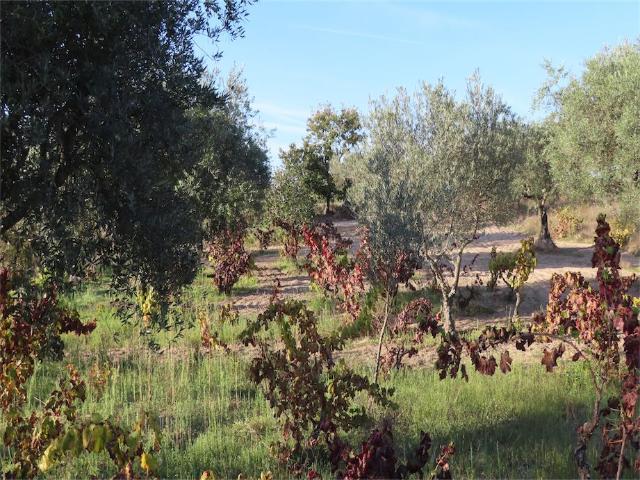 Quinta venda em Bairro do Barrocal, Castelo Branco