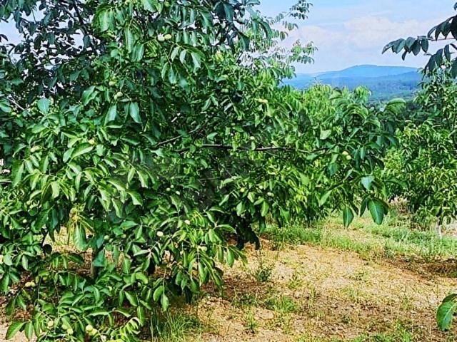 Ordu içerisinde satılık Arsa