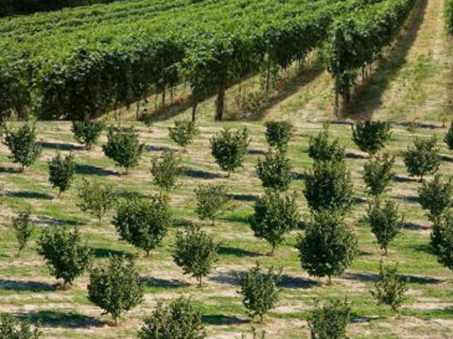 Terreno in vendita a Piemonte, Asti