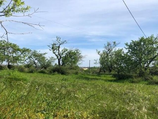 Terreno venda em Pêra