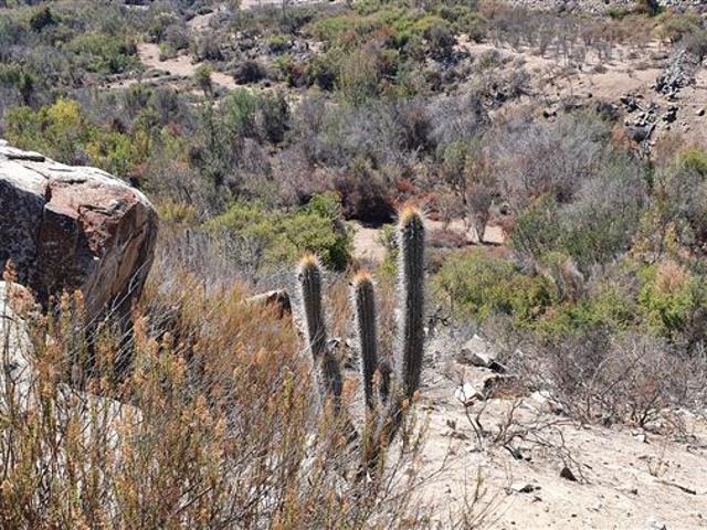 Venta Parcela 12 Hectareas Illapel Peralillo sin Comisión