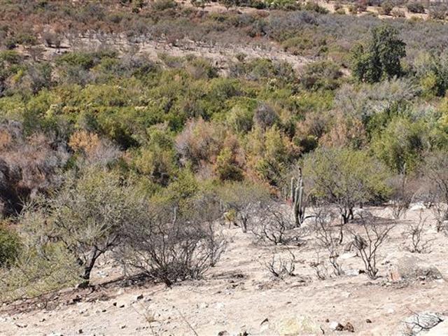 Venta Parcela 12 Hectareas Illapel Peralillo sin Comisión