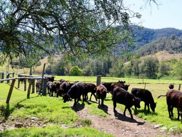 Cottage for sale in Barrington, New South Wales