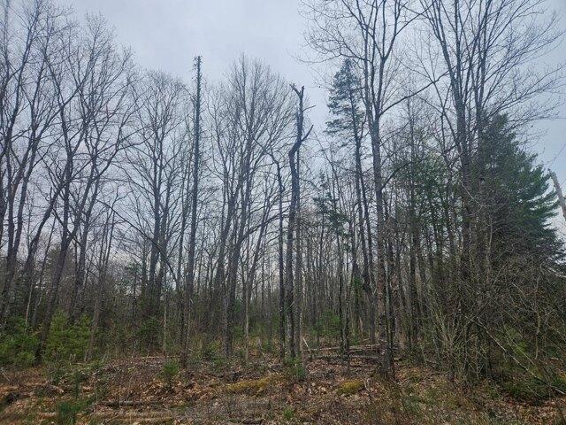 Land for sale in Waldo, Maine