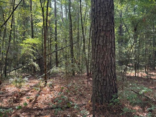 Land for sale in Carthage, Madison County