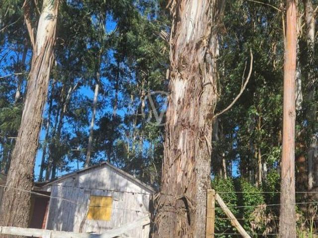 Sítio e chácara venda em Região Geográfica Imediata de Caxias do Sul, Caxias do Sul