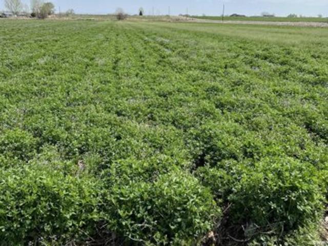 Land for sale in Parma