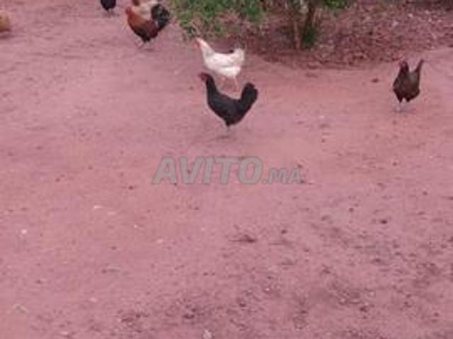 Propriété vente à Ouled, Oued ed Dahab-Lagouira