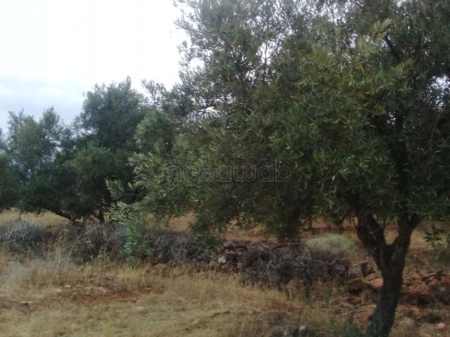 Terrain vente à Azzaba