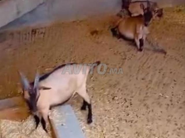 Propriété location à Agadir, Oued ed Dahab-Lagouira