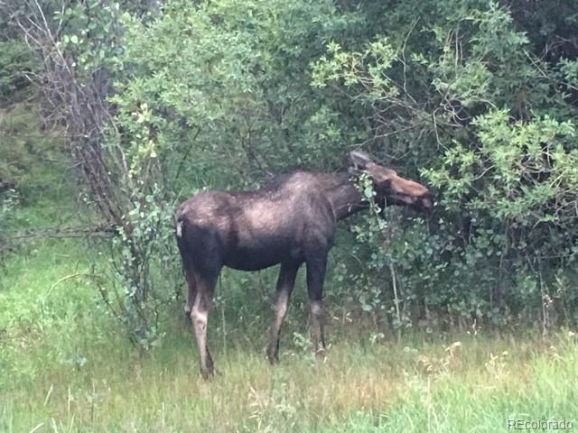 Land for sale in Clear Creek, Colorado