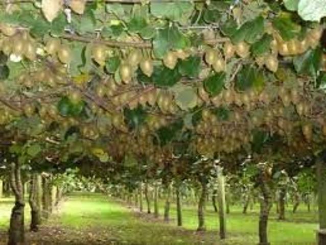 Terreno in vendita a Albosaggia, Lombardia